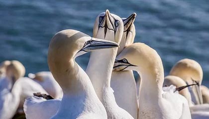 17C一起草国卢｜让草本与国风相遇的生活宣言