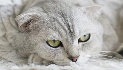 杭州电影院影讯:在银幕与西湖之间的观影之旅