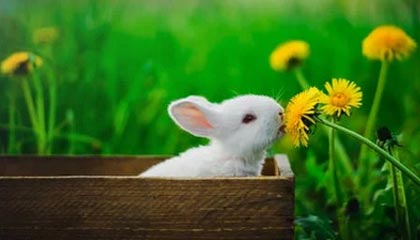 蜜桃成熟Qvod：一个关于内容成熟的故事